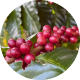 Café de temporada